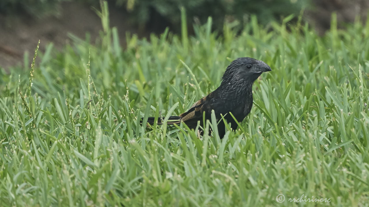 Groove-billed ani