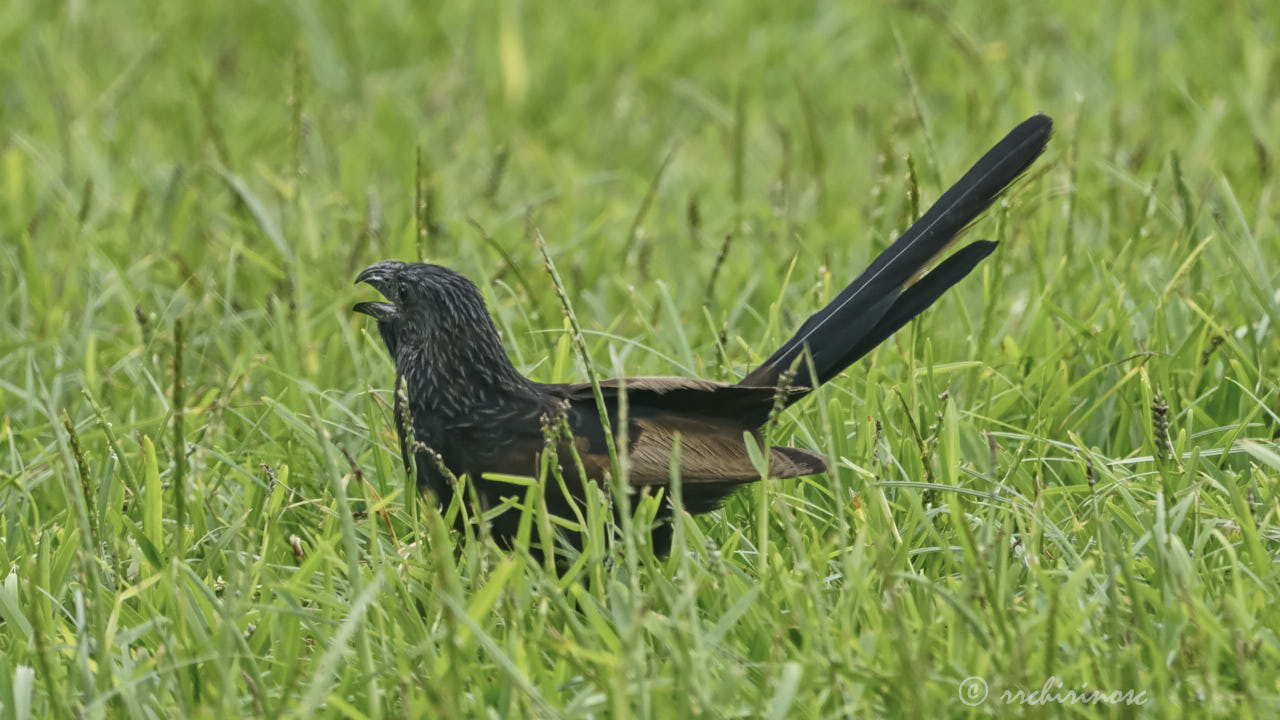 Groove-billed ani