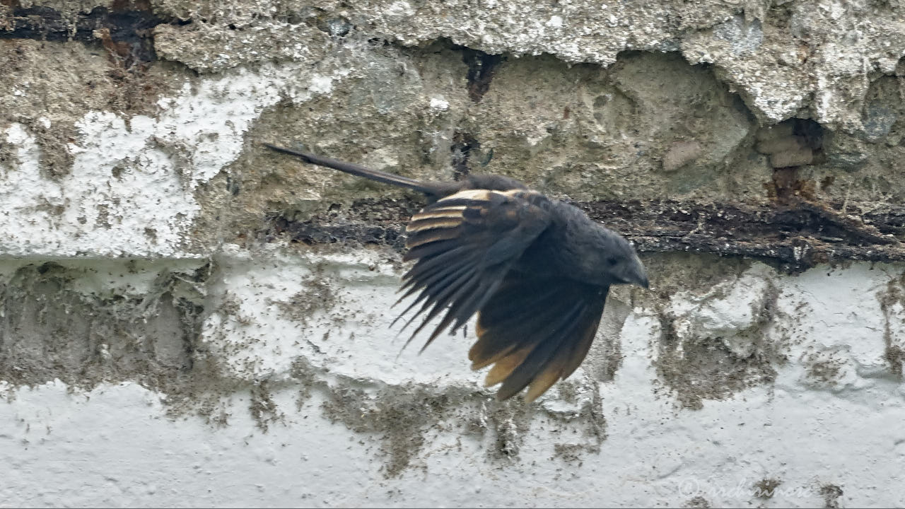 Groove-billed ani