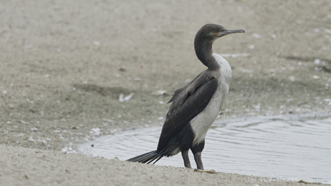 Guanay cormorant