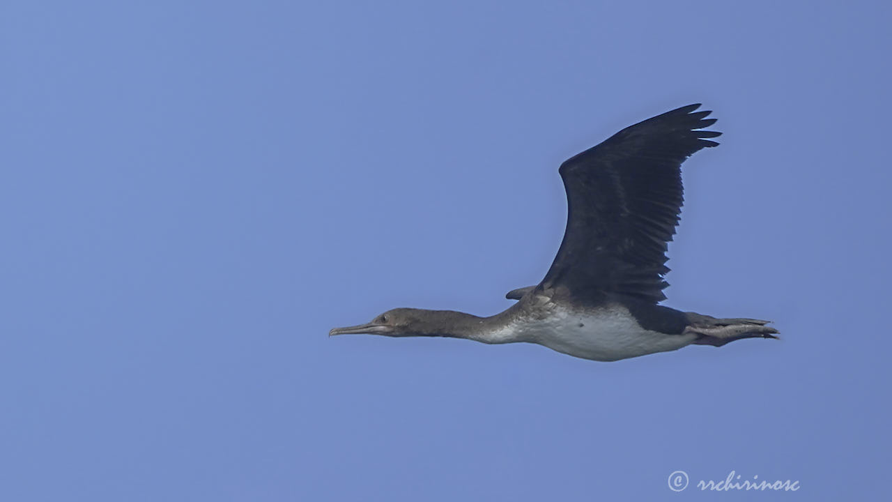 Guanay cormorant