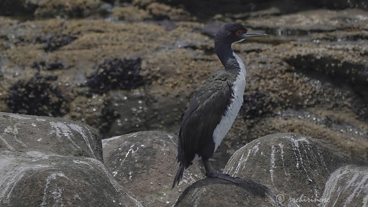 Guanay cormorant