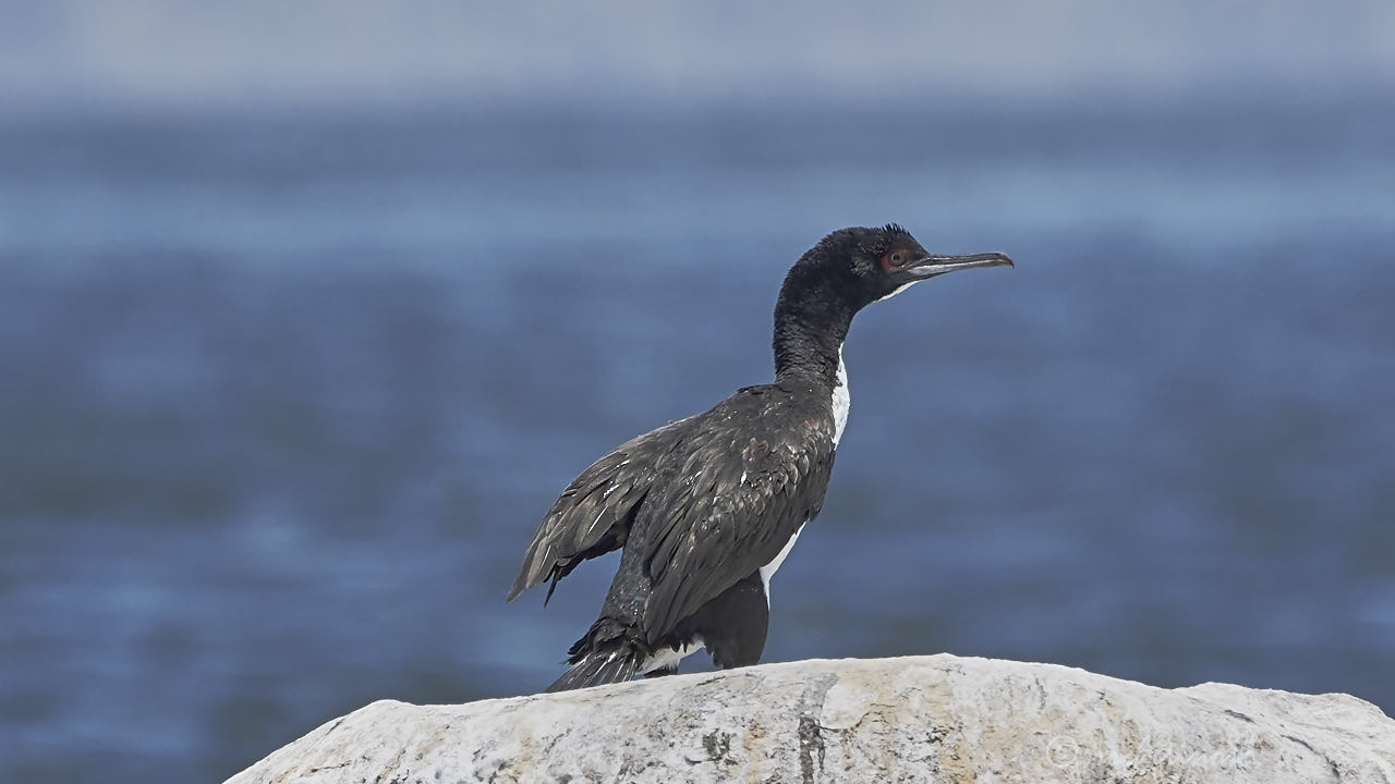 Guanay cormorant