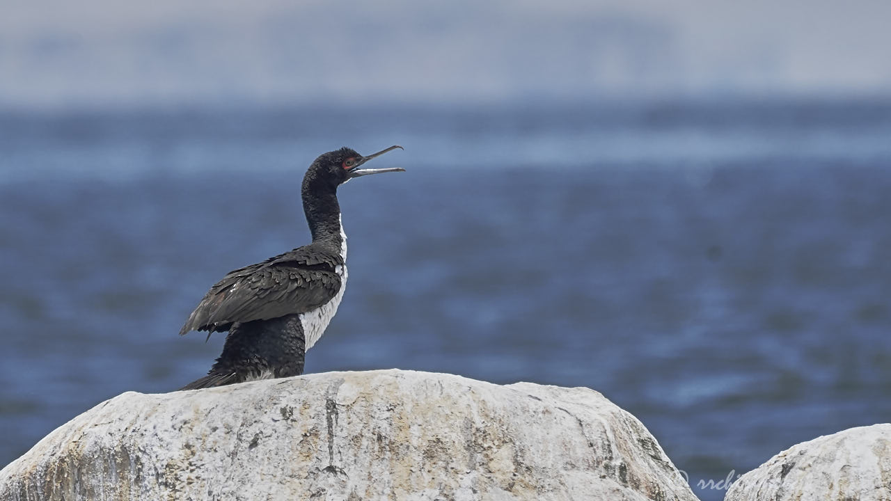 Guanay cormorant