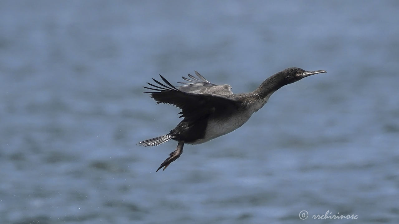 Guanay cormorant