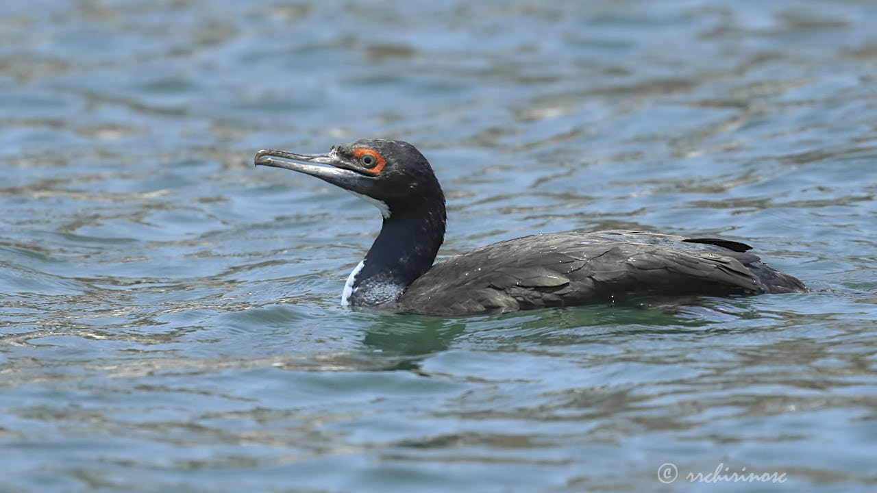 Guanay cormorant