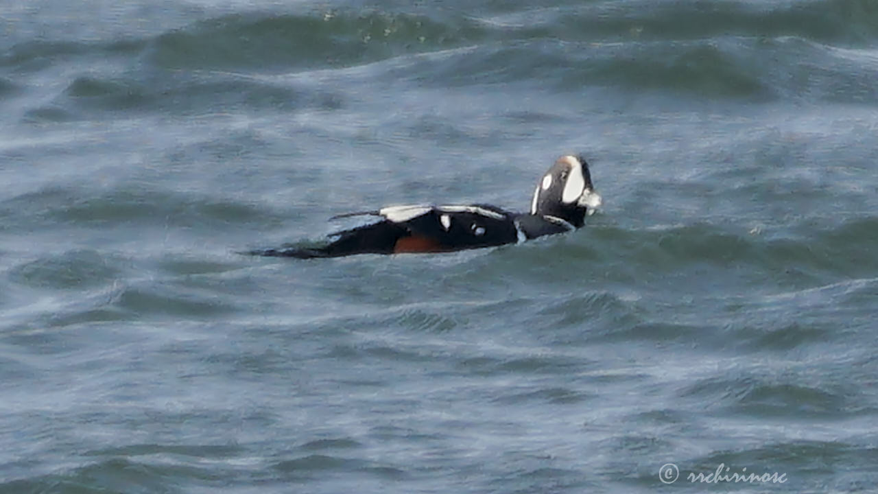 Harlequin duck