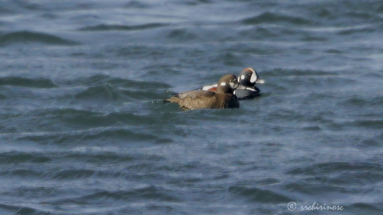 Harlequin duck