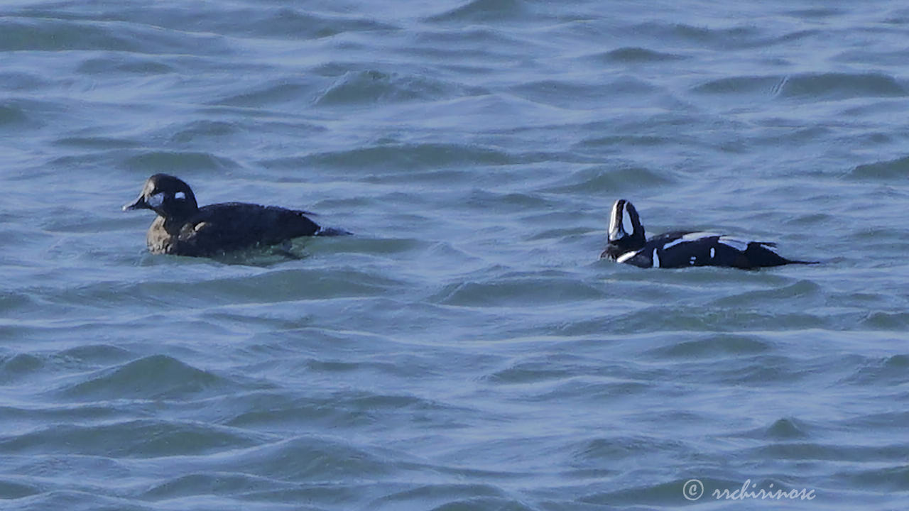 Harlequin duck