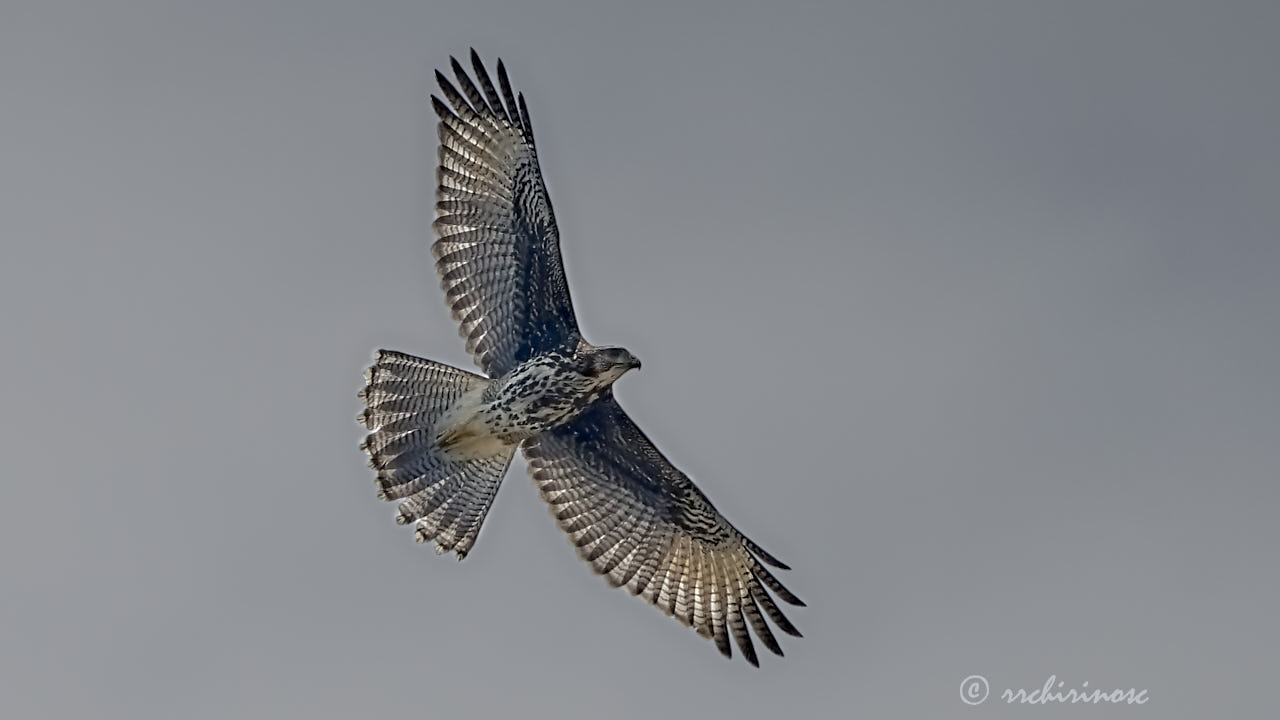 Harris's hawk