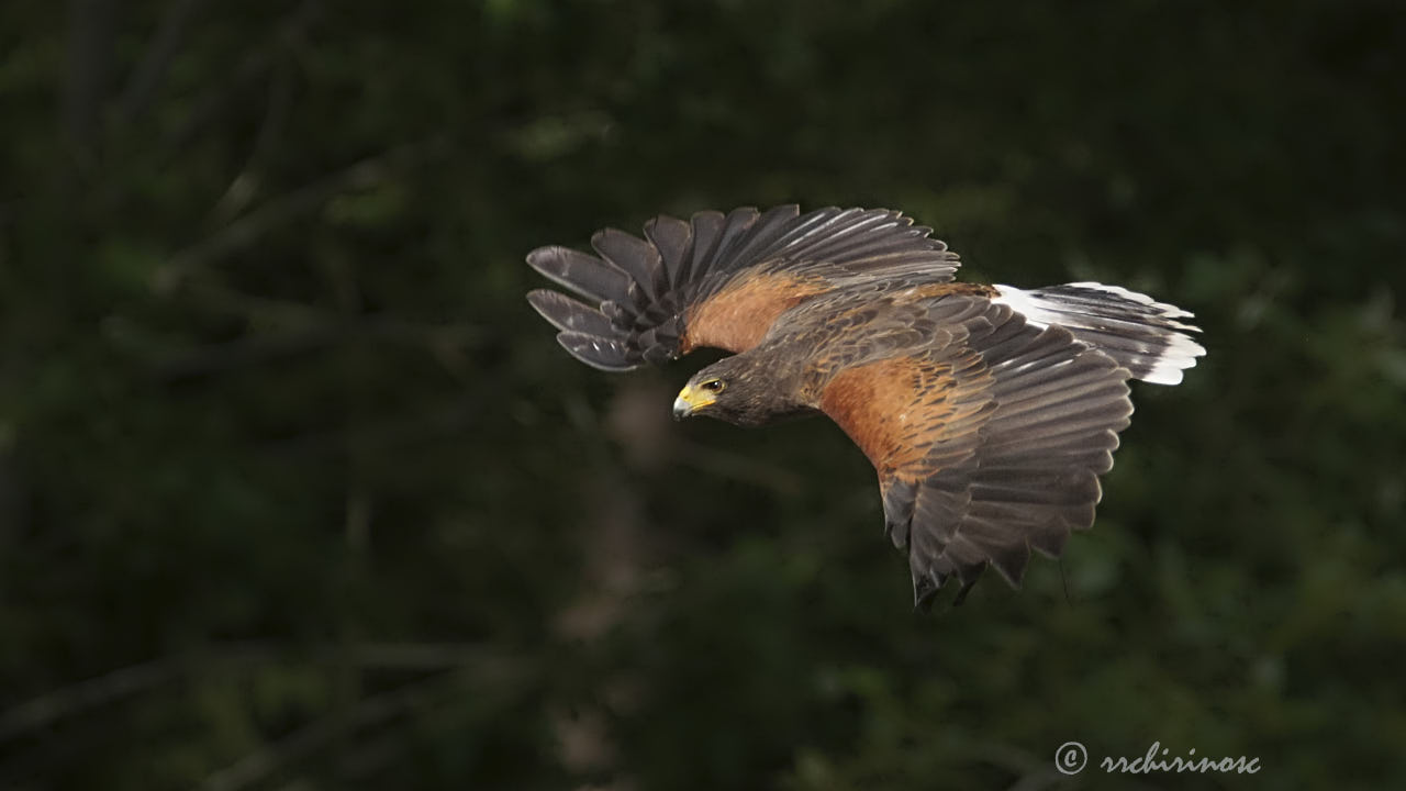 Harris's hawk