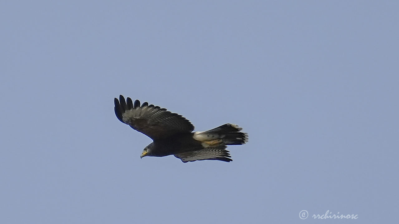 Harris's hawk