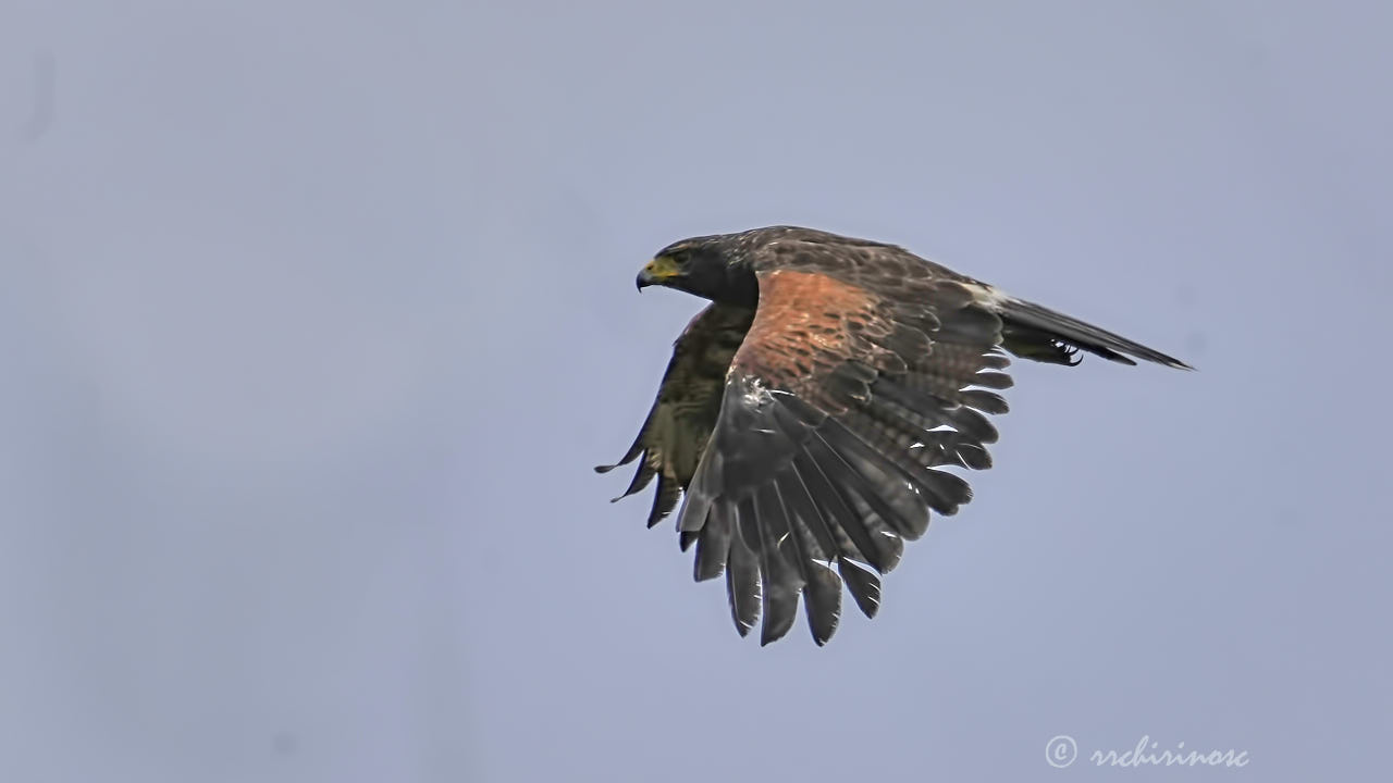 Harris's hawk