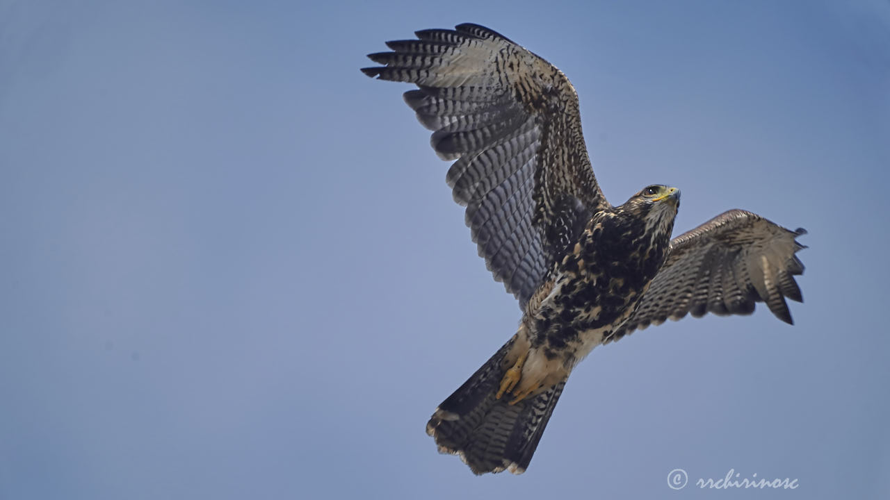 Harris's hawk