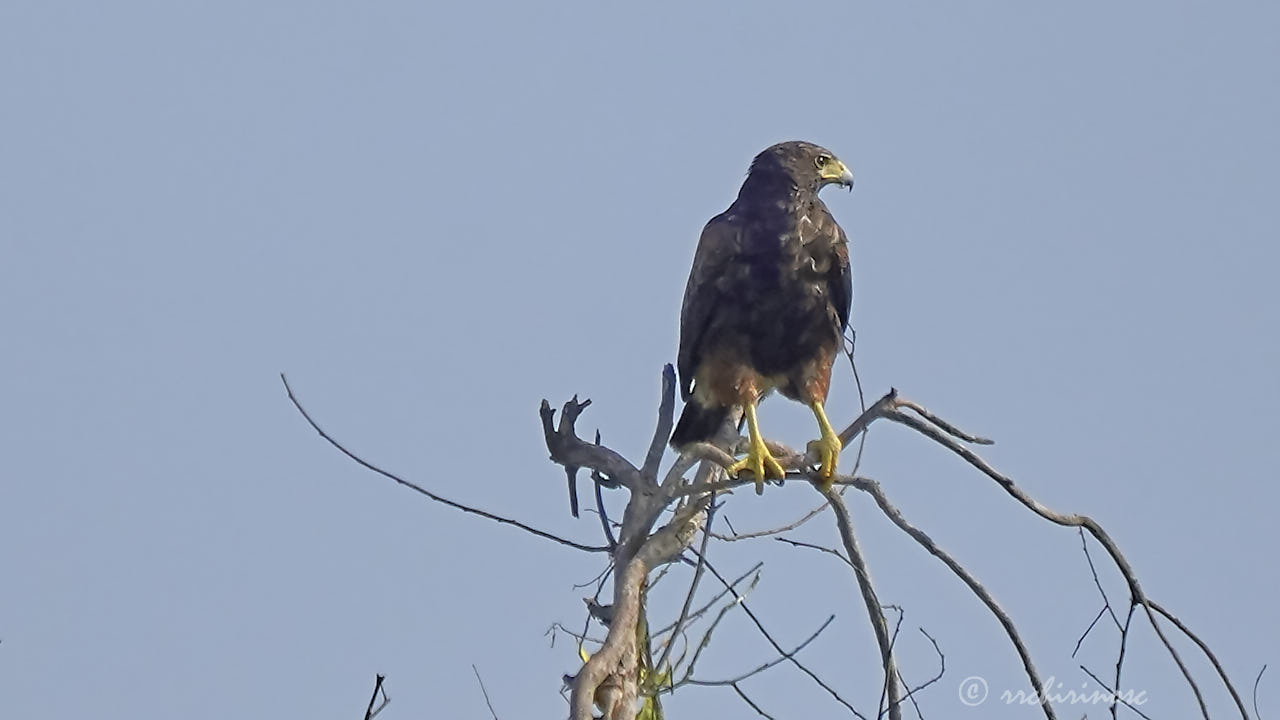 Harris's hawk