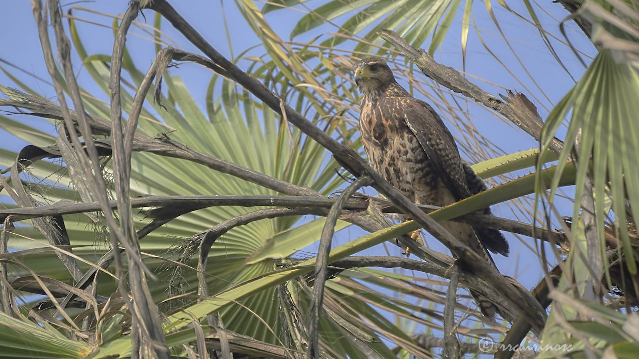 Harris's hawk