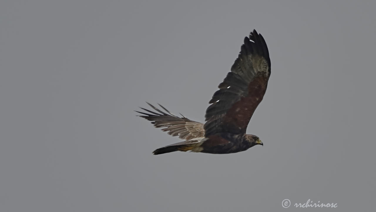 Harris's hawk