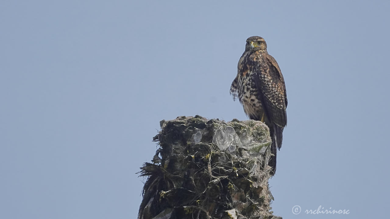 Harris's hawk