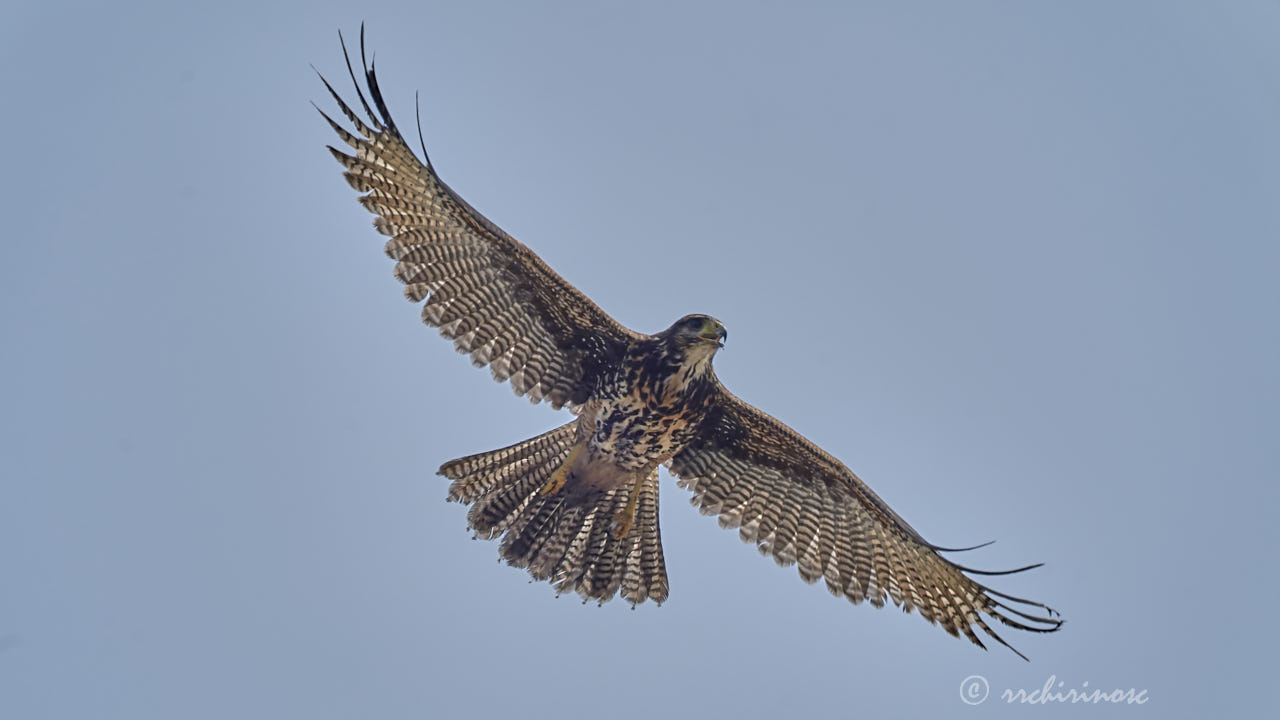 Harris's hawk