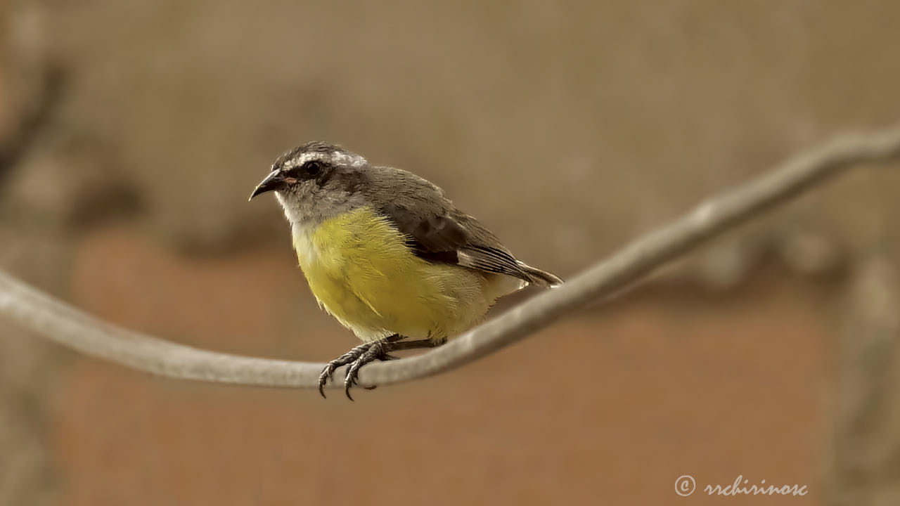 Bananaquit