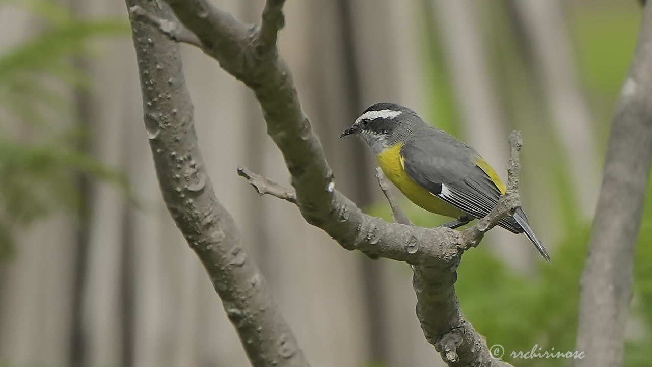 Bananaquit