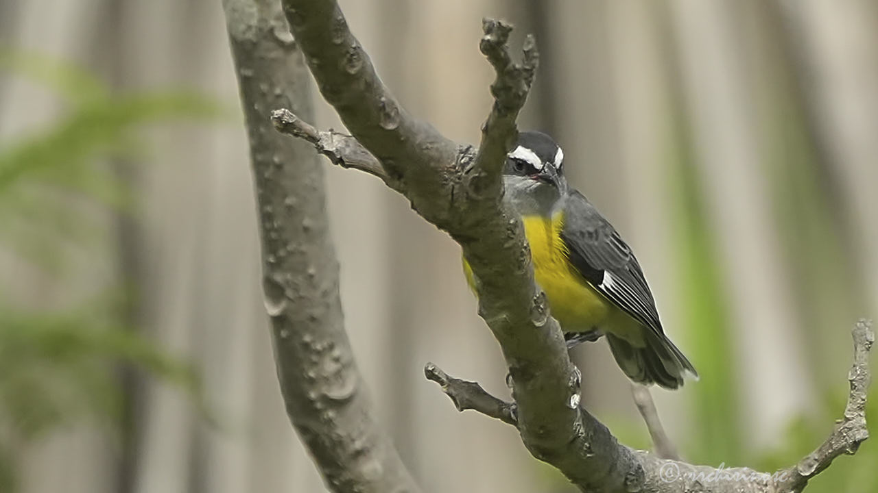 Bananaquit