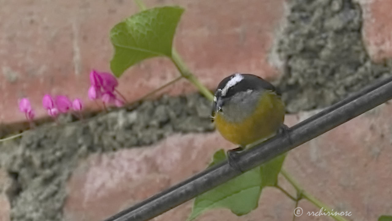 Bananaquit