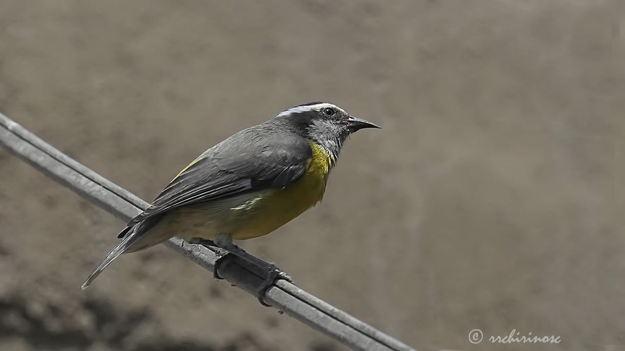 Bananaquit