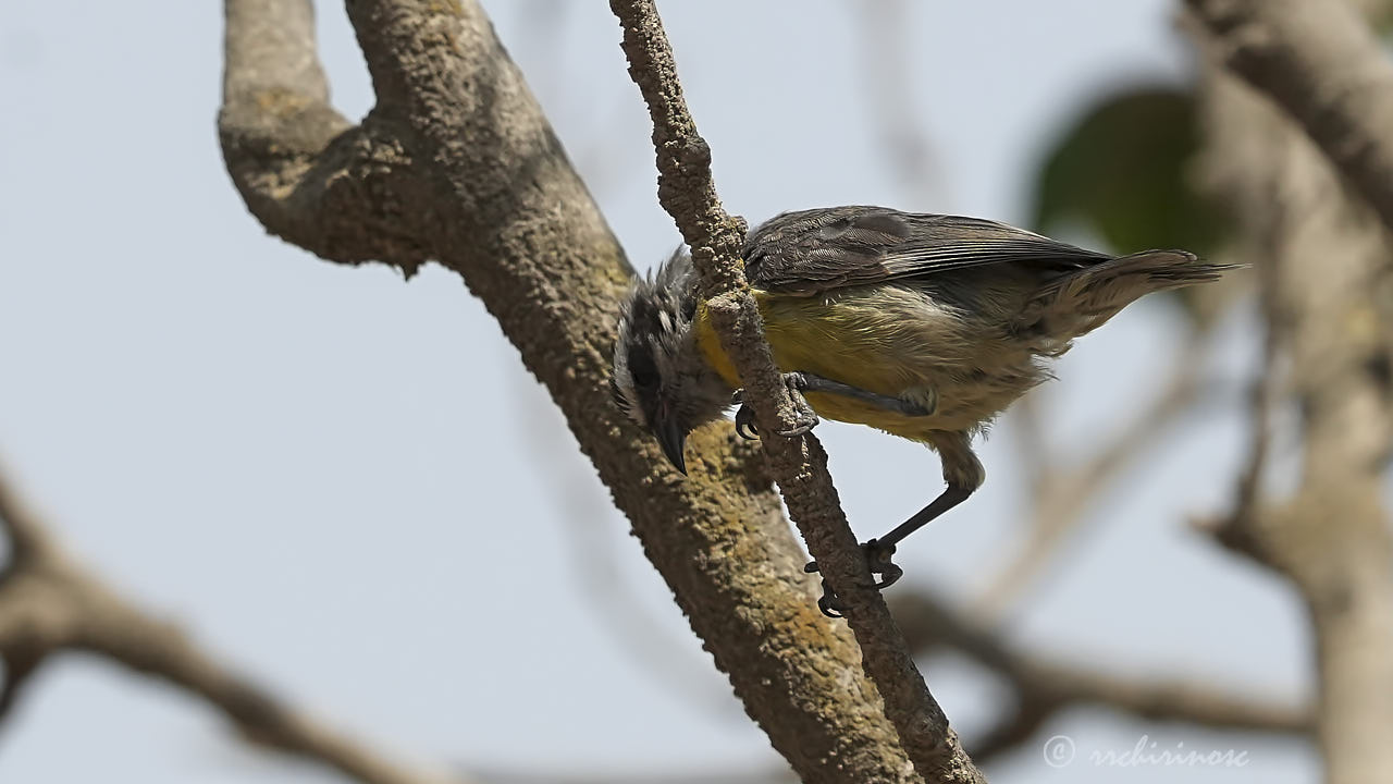 Bananaquit