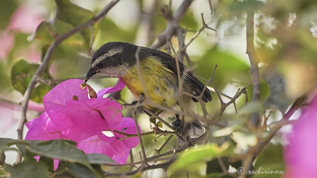 Bananaquit