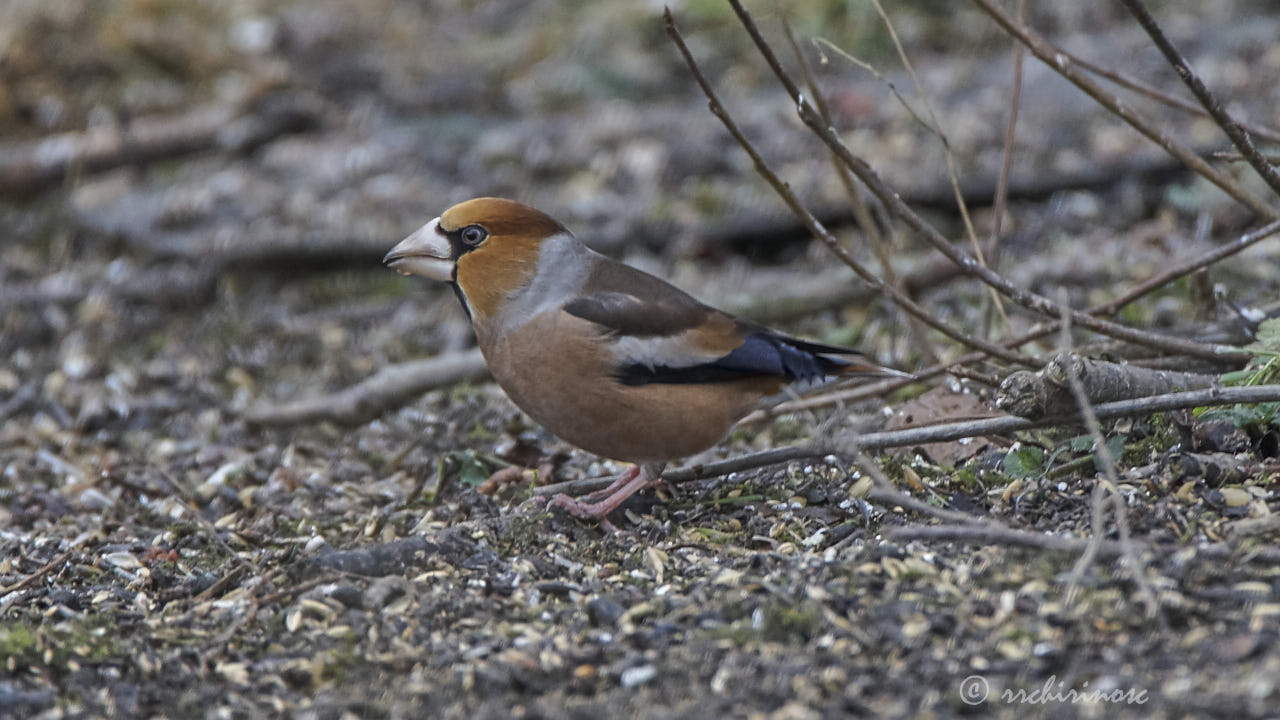 Hawfinch