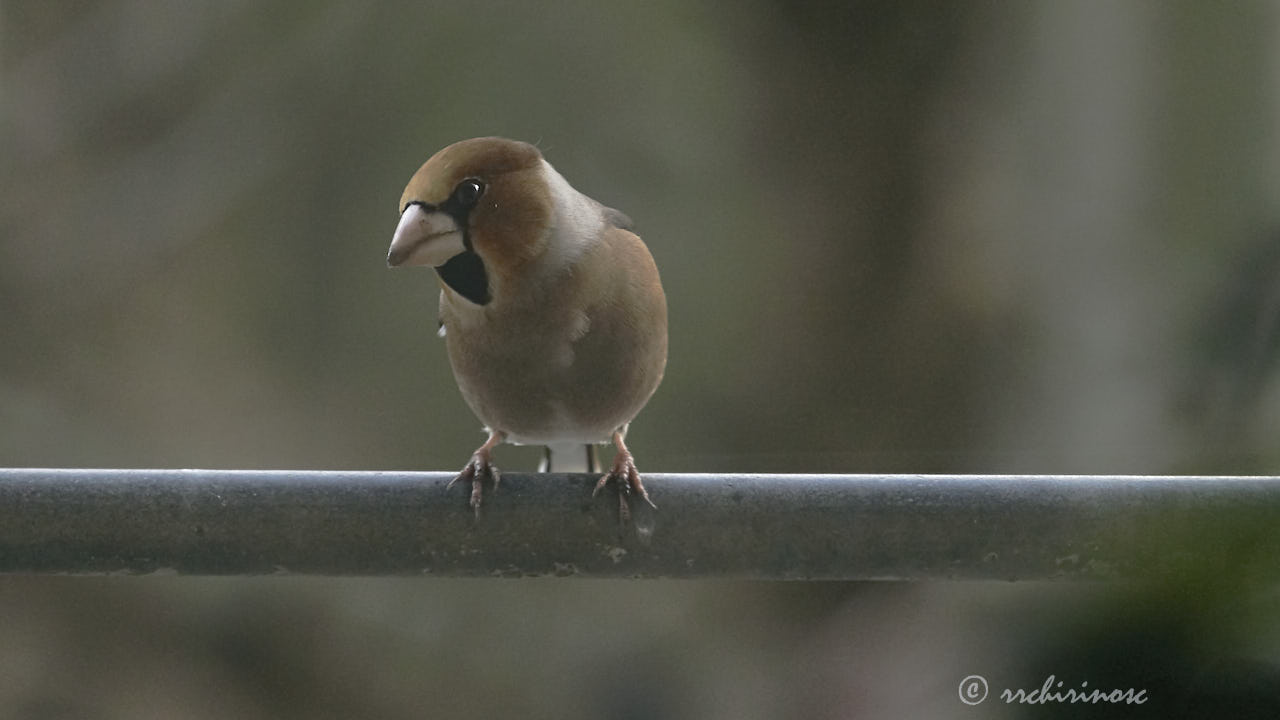 Hawfinch