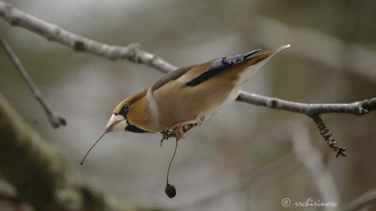 Hawfinch