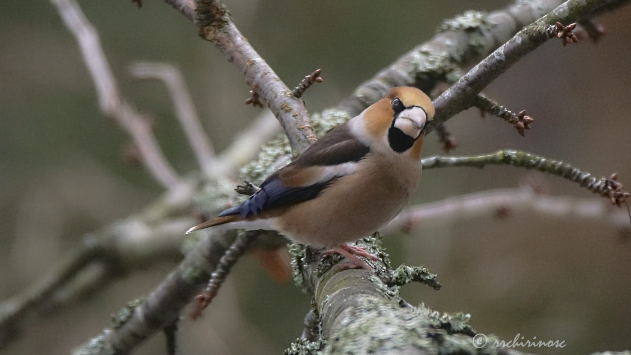 Hawfinch