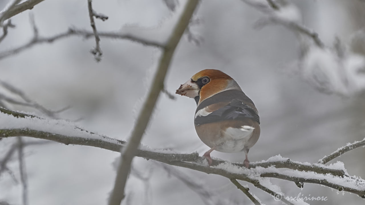 Hawfinch