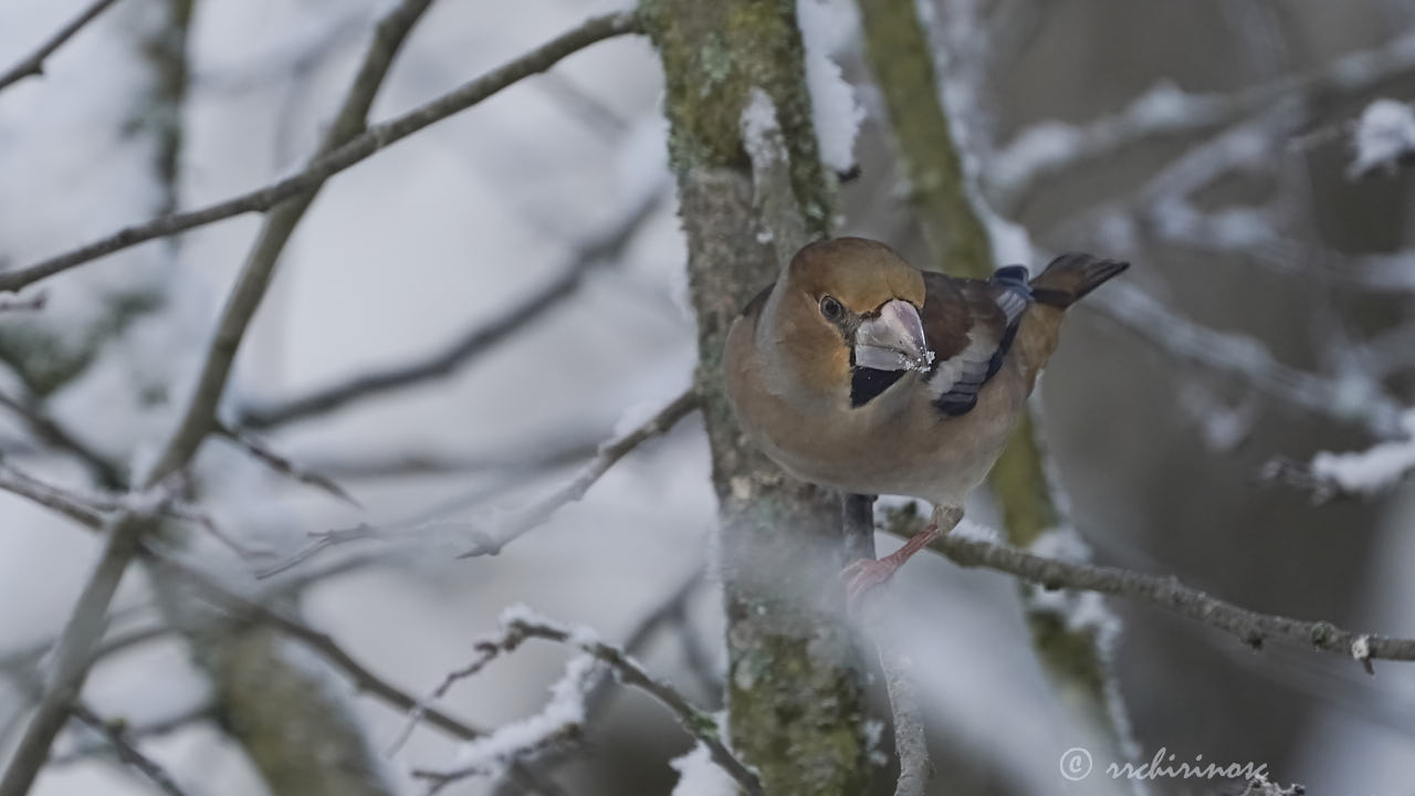 Hawfinch