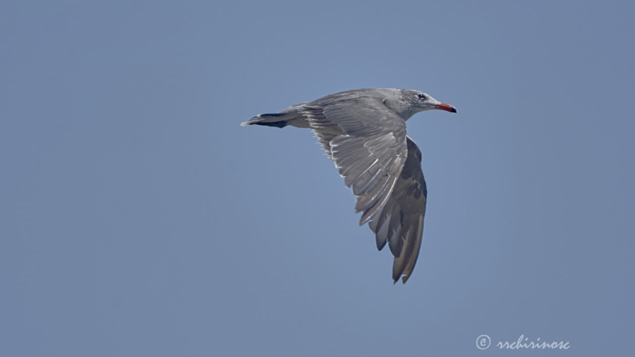 Heermann's gull