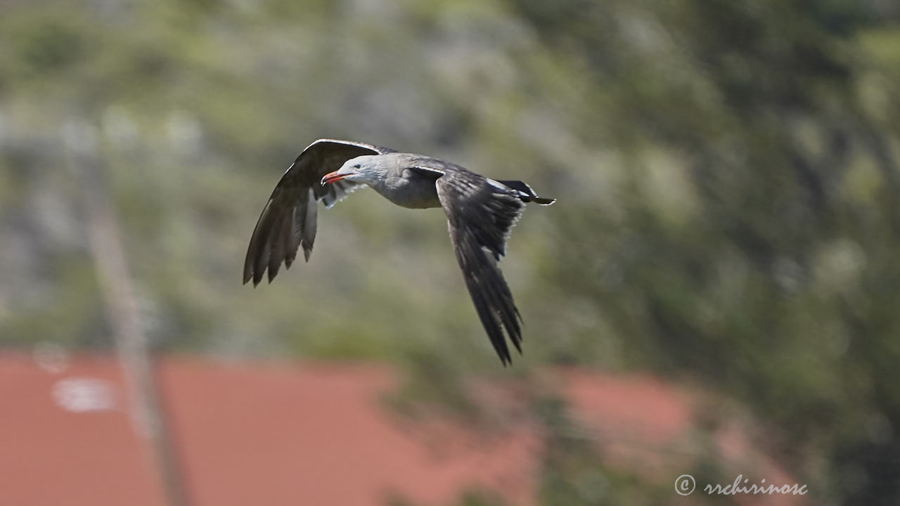 Heermann's gull