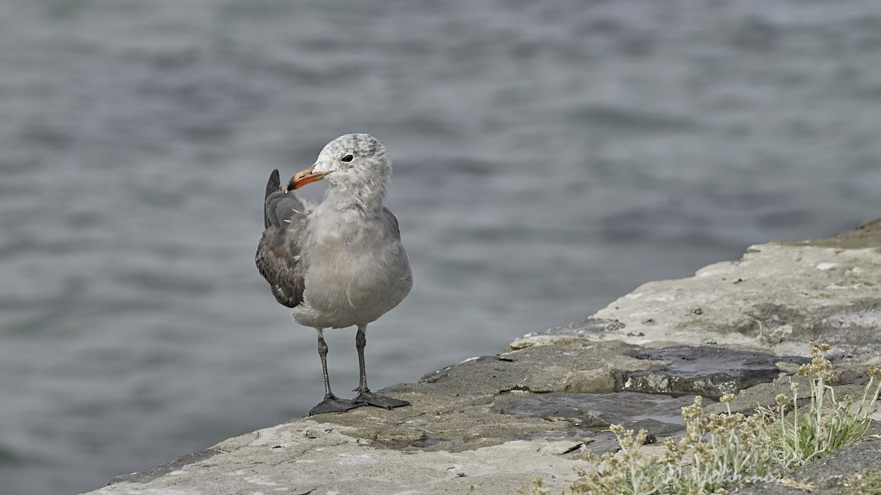 Heermann's gull