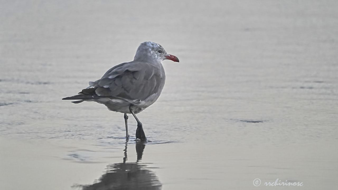 Heermann's gull