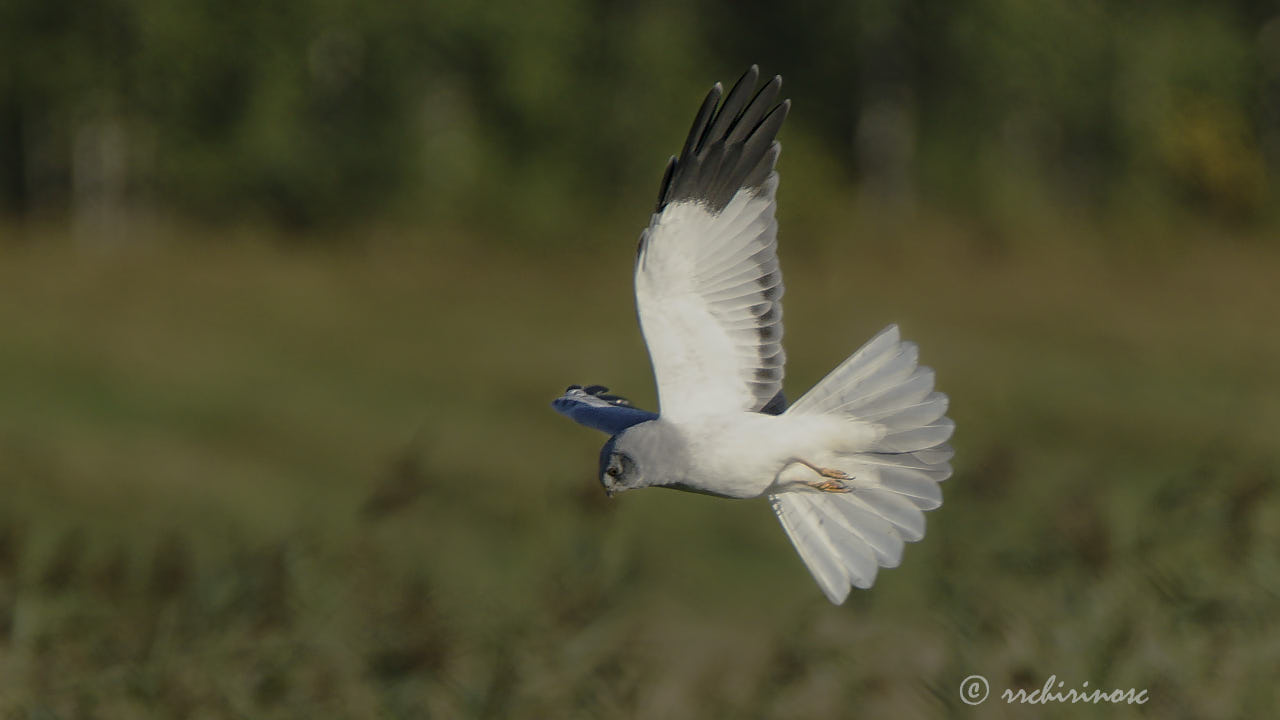 Hen harrier