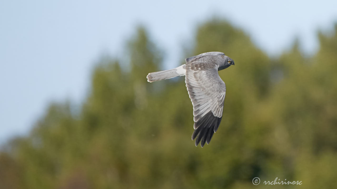 Hen harrier