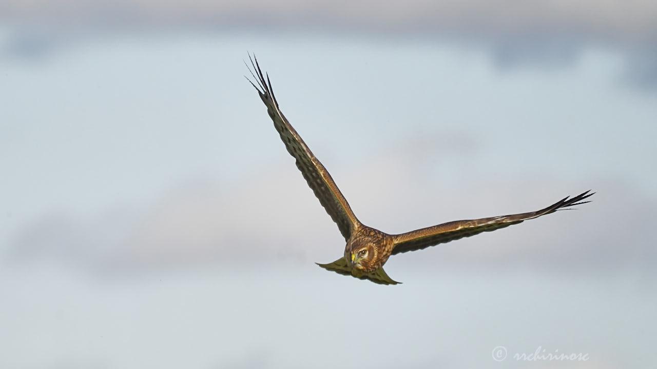 Hen harrier