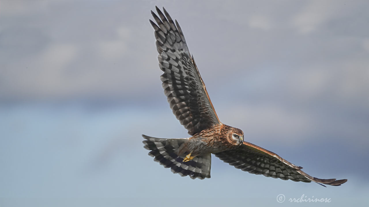 Hen harrier