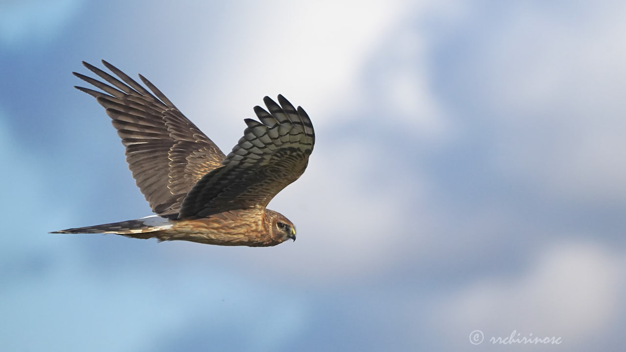 Hen harrier