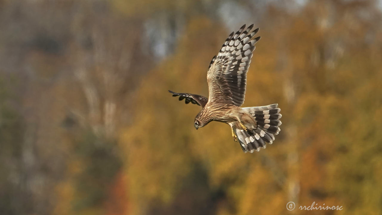 Hen harrier