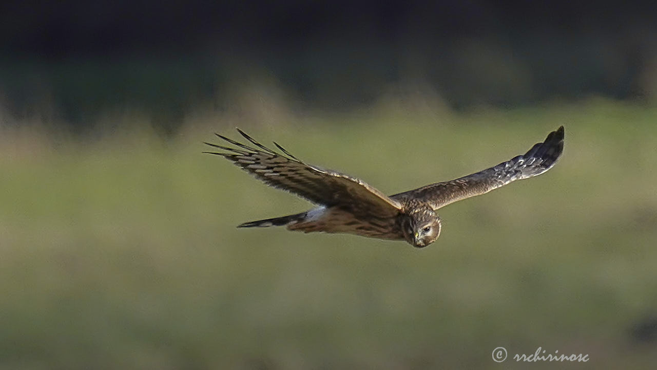 Hen harrier