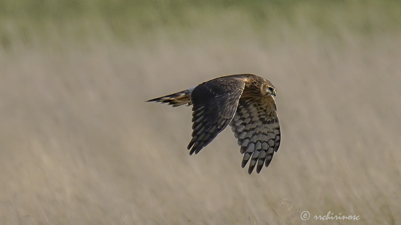 Hen harrier