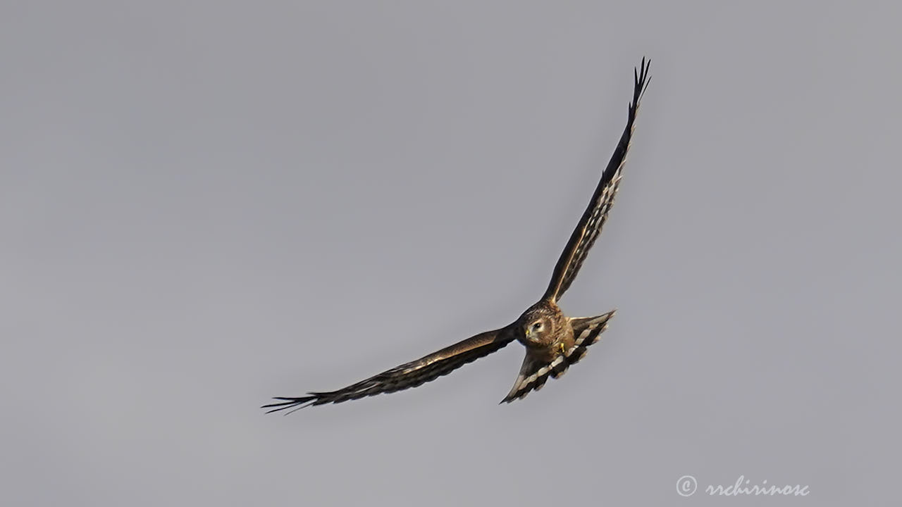 Hen harrier