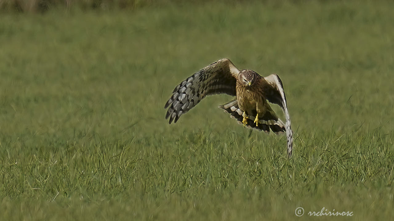 Hen harrier